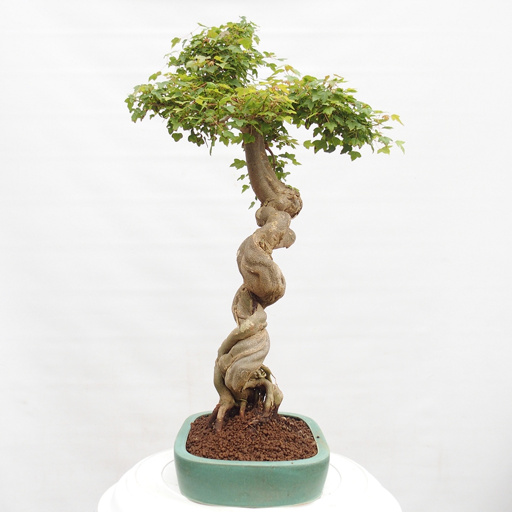 Bonsai de exterior - Acer Buergerianum - Arce hamburgués