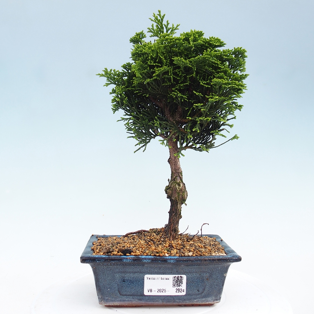 Bonsai de exterior - Cham.pis obtusa Nana Gracilis - Ciprés