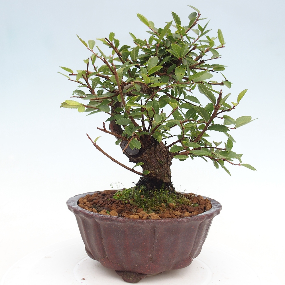 Bonsai de exterior - Zelkova - Zelkova NIRE