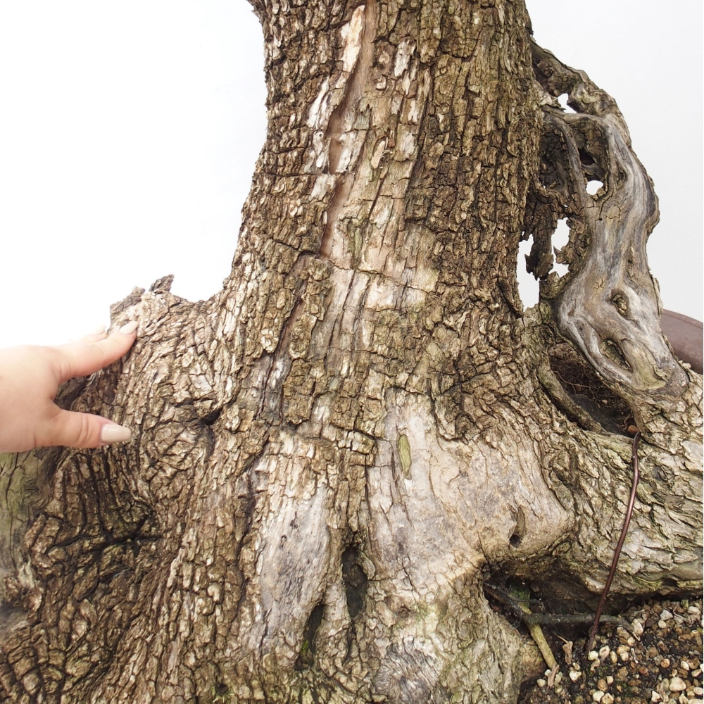 Bonsái de interior - Olea europaea sylvestris