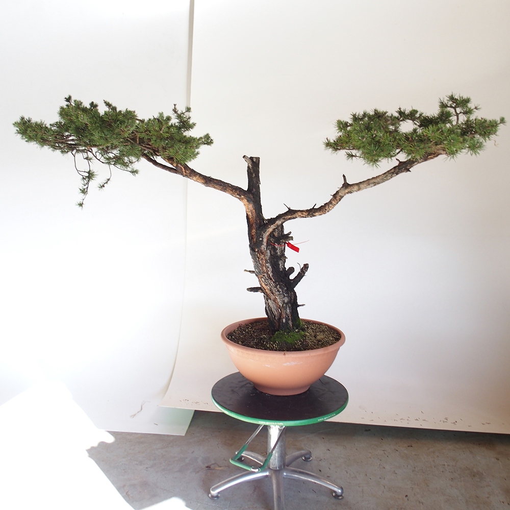 Yamadori - Pinus sylvestris España