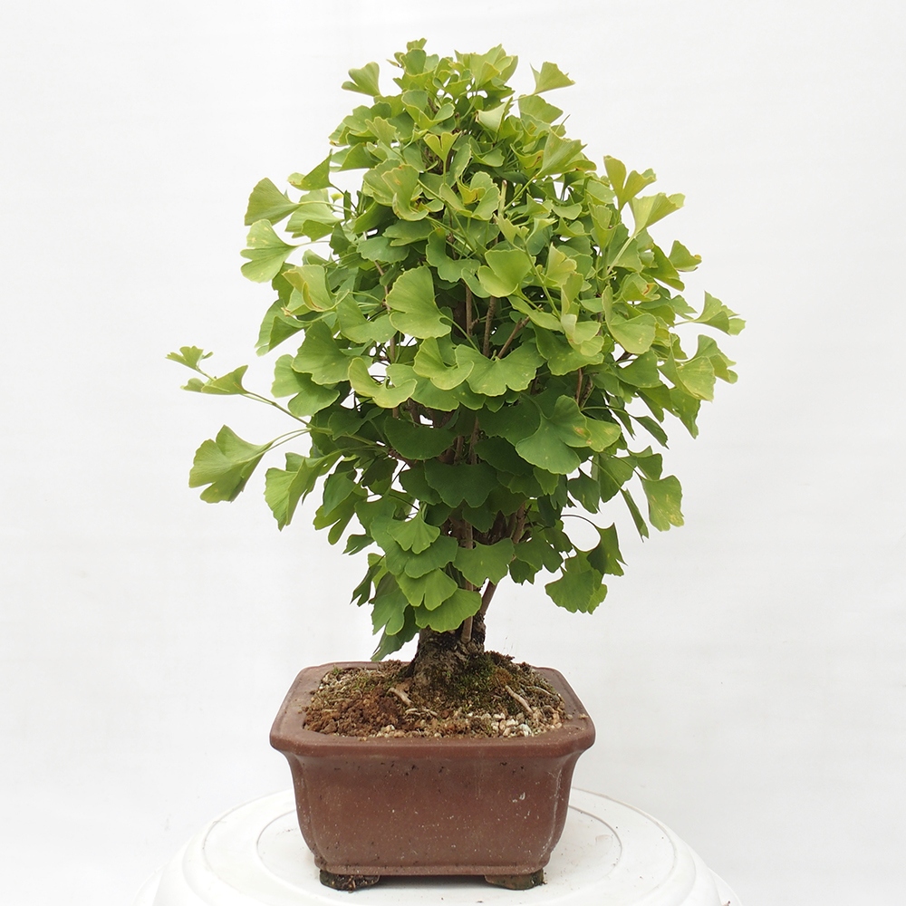 Bonsai de exterior - Ginkgo biloba - Ginkgo biloba