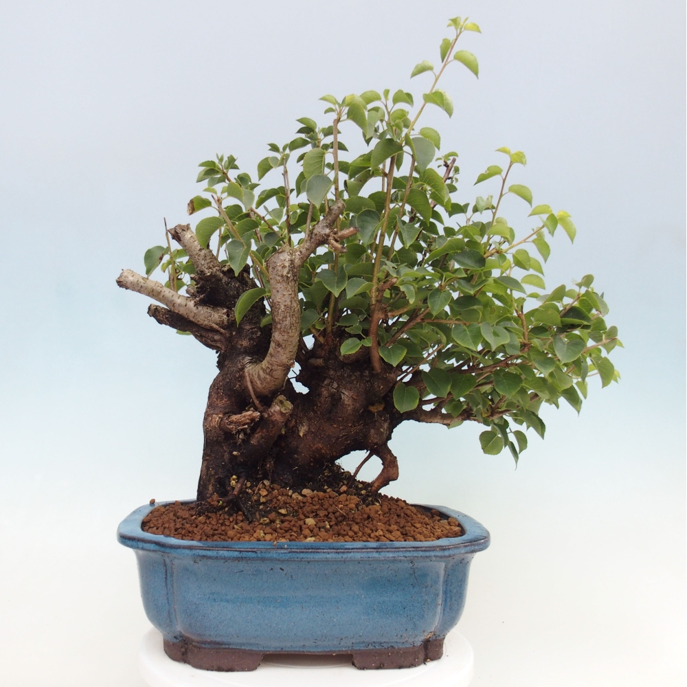 Bonsai de exterior - Mahalebka - Prunus mahaleb