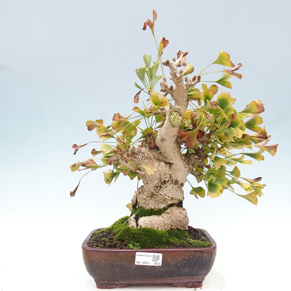 Bonsai de exterior - Ginkgo biloba - Ginkgo biloba