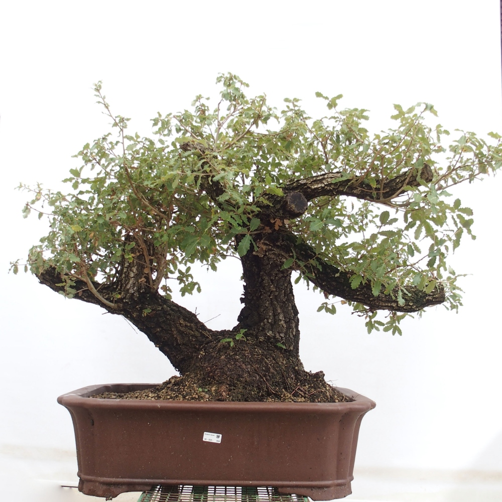 Yamadori - Quercus Ilex - Acebo de encina