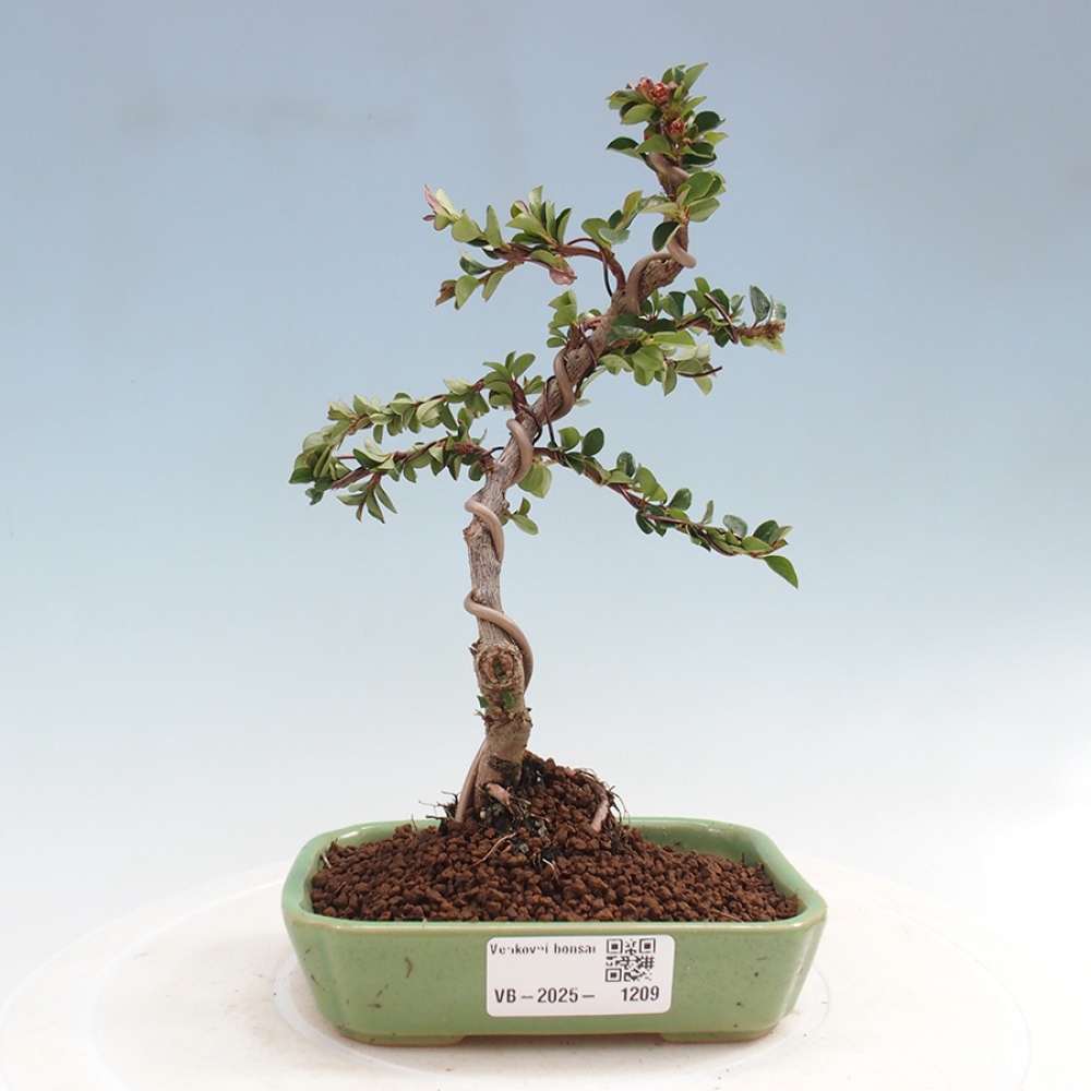 Bonsai de exterior - Cotoneaster horizontalis - Montañas Rocosas