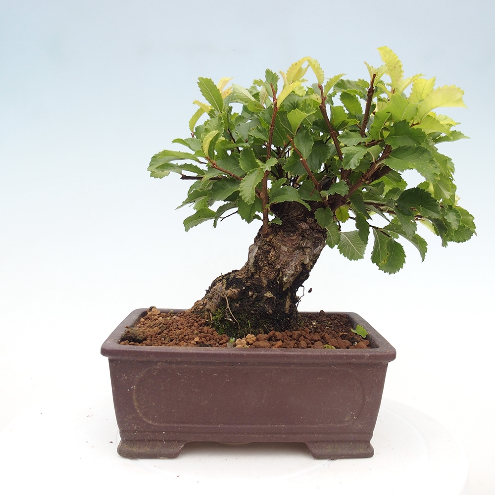 Bonsai de exterior - Zelkova - Zelkova NIRE