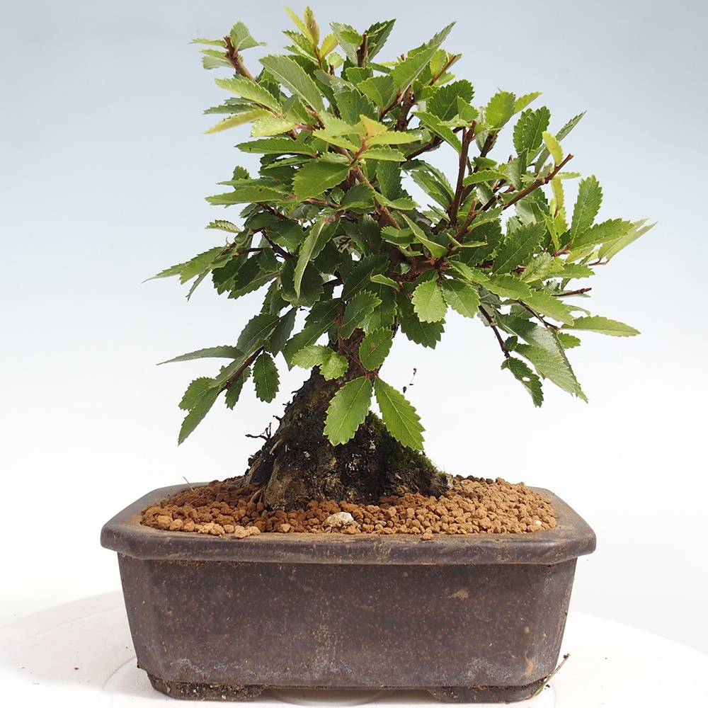 Bonsai de exterior - Zelkova - Zelkova NIRE