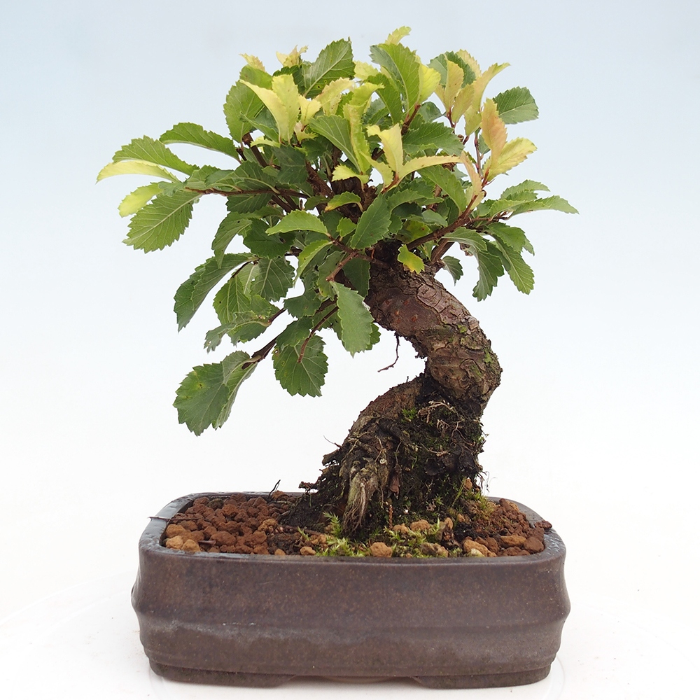 Bonsai de exterior - Zelkova - Zelkova NIRE