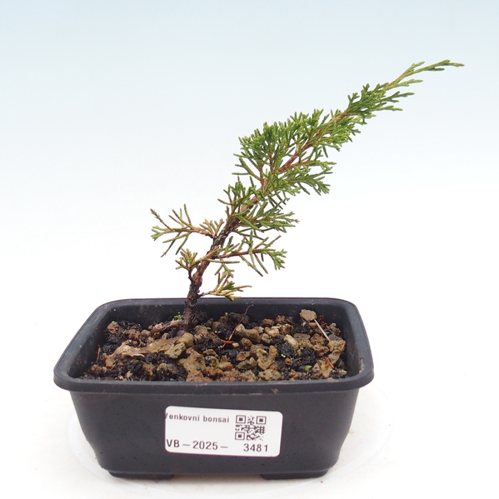 Bonsái de exterior - Juniperus chinensis Itoigawa