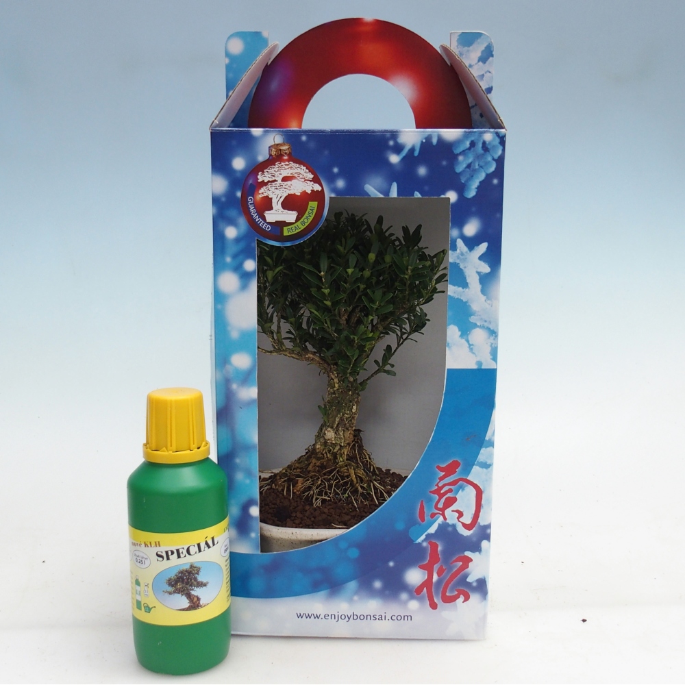 Bonsái de habitación en caja de regalo Buxus harlandii - buxus de corcho