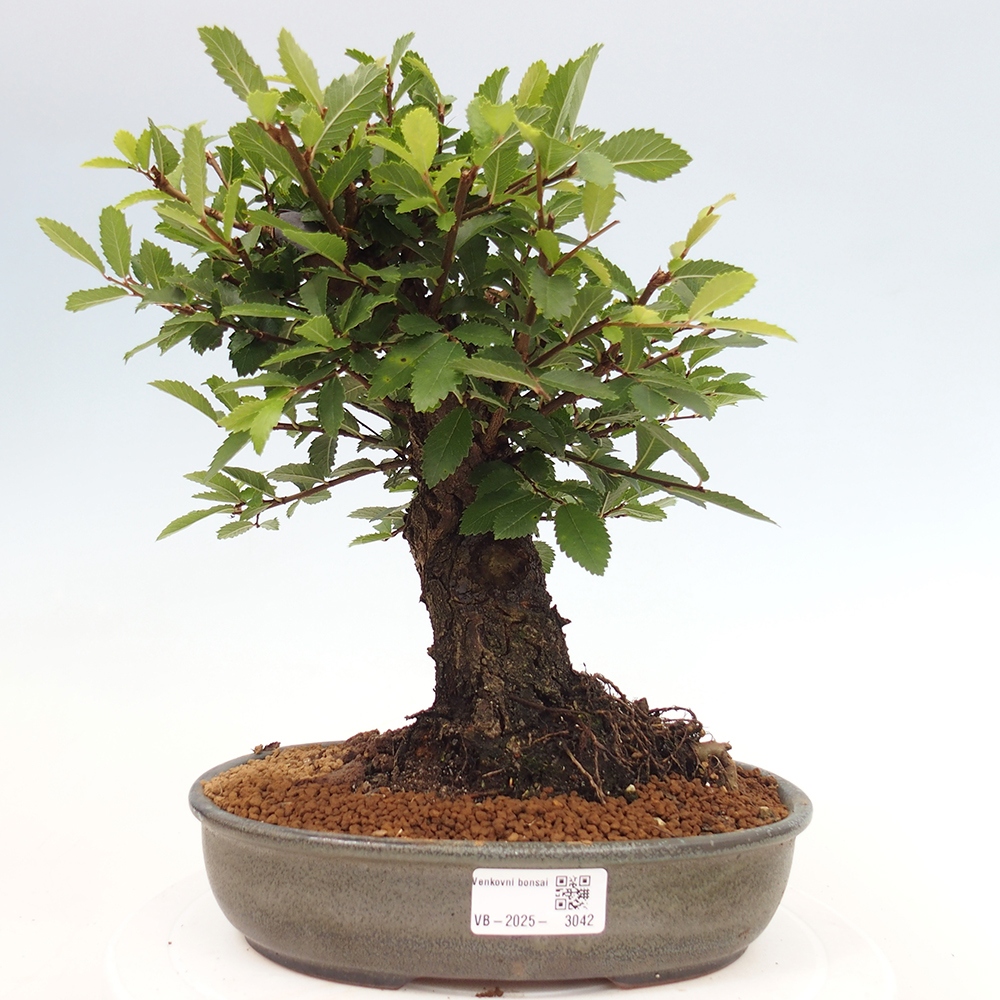 Bonsai de exterior - Zelkova - Zelkova NIRE
