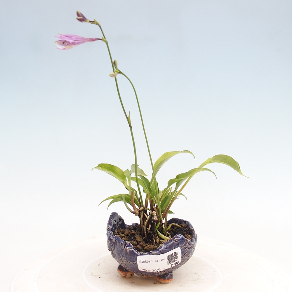 Bonsái de exterior - Mini Hosta - Bohyška