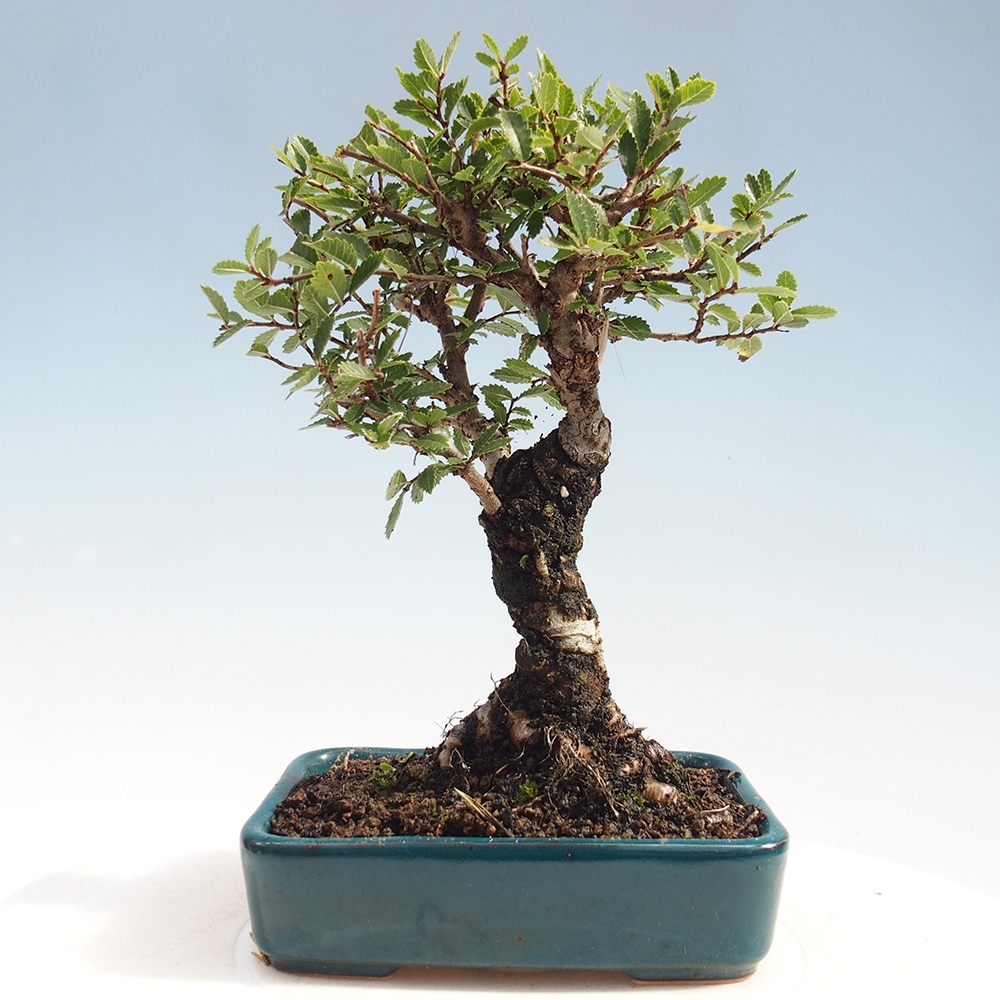 Bonsai de exterior - Zelkova - Zelkova NIRE
