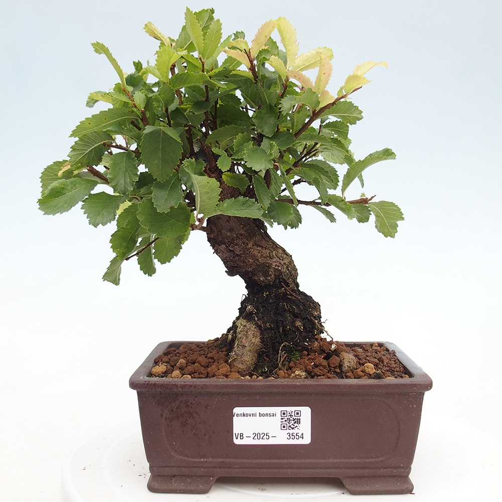 Bonsai de exterior - Zelkova - Zelkova NIRE