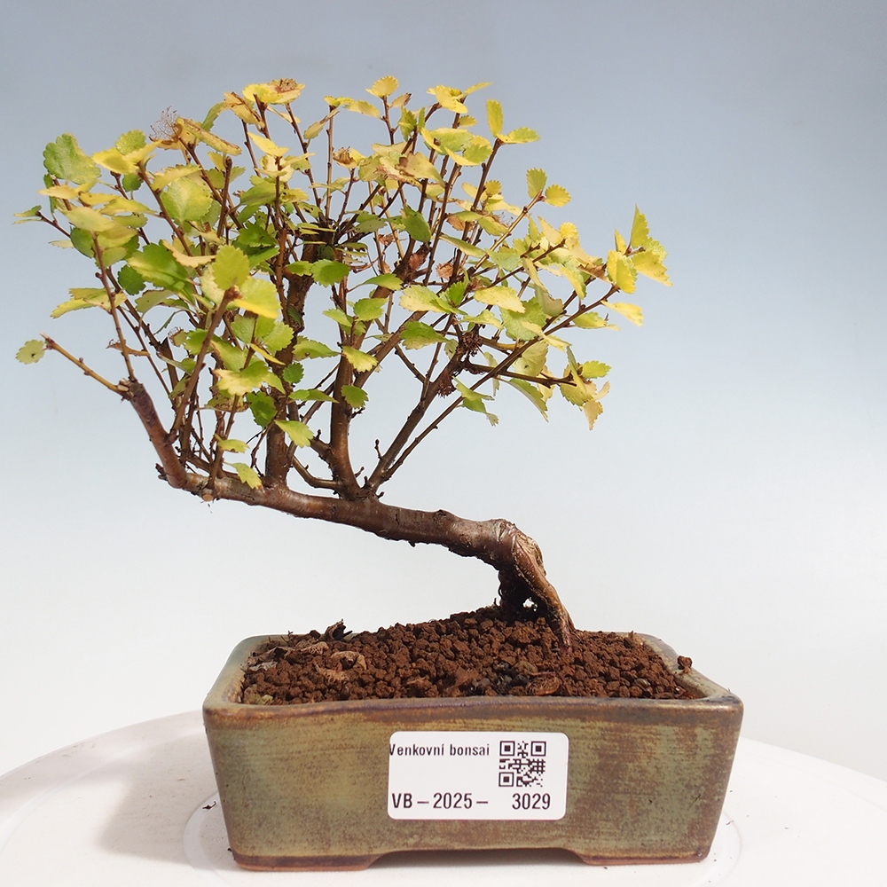 Bonsai de exterior - Abedul enano - Betula NANA Treasure