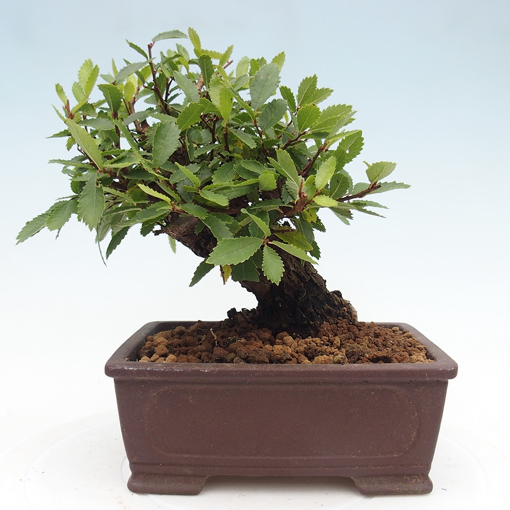 Bonsai de exterior - Zelkova - Zelkova NIRE