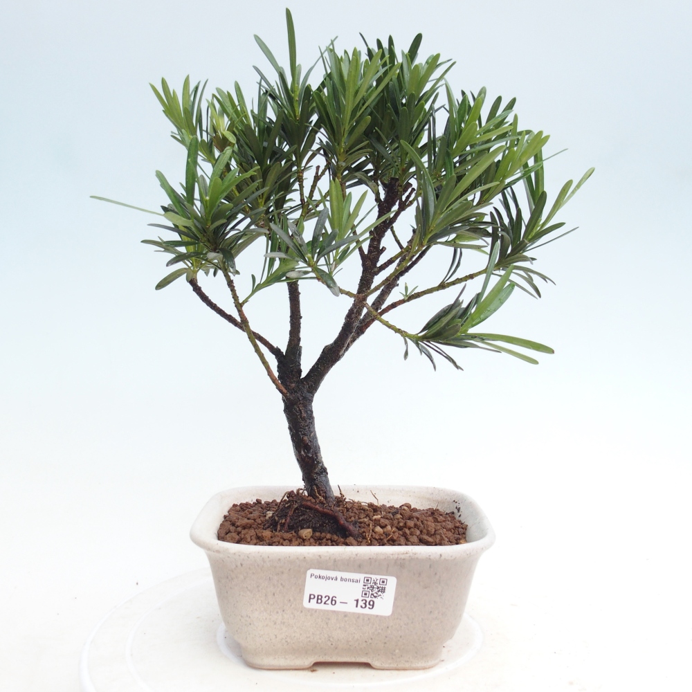 Bonsái de habitación - Podocarpus - Tejo de piedra
