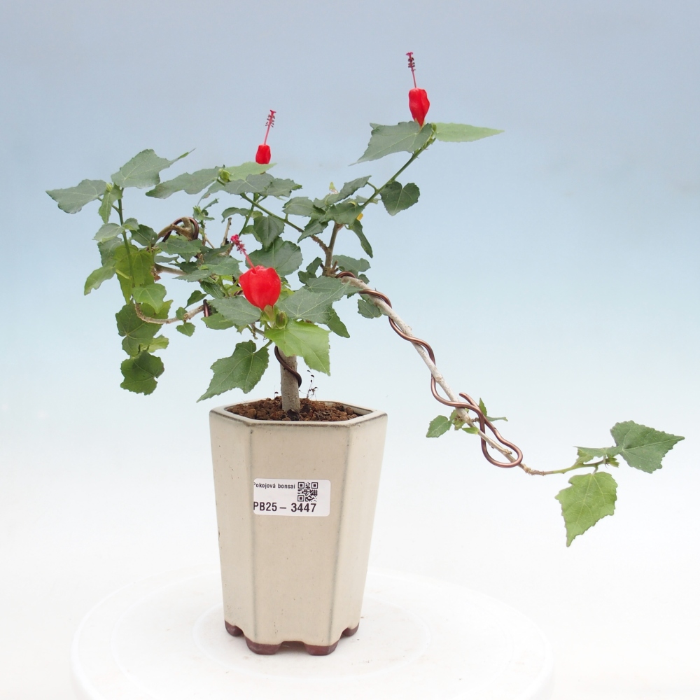 Bonsái de interior - Malvaviscus arboreus