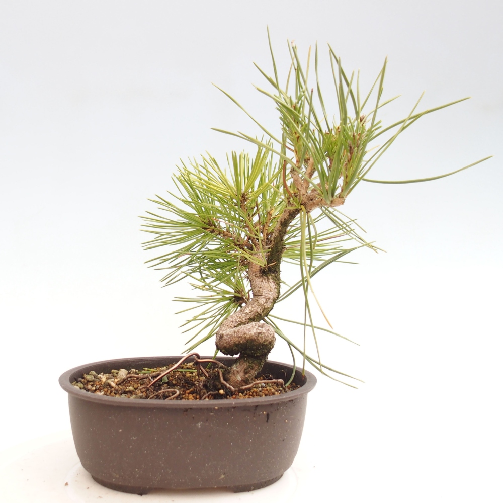 Bonsái de exterior - Pinus thunbergii - Pino Thunberg