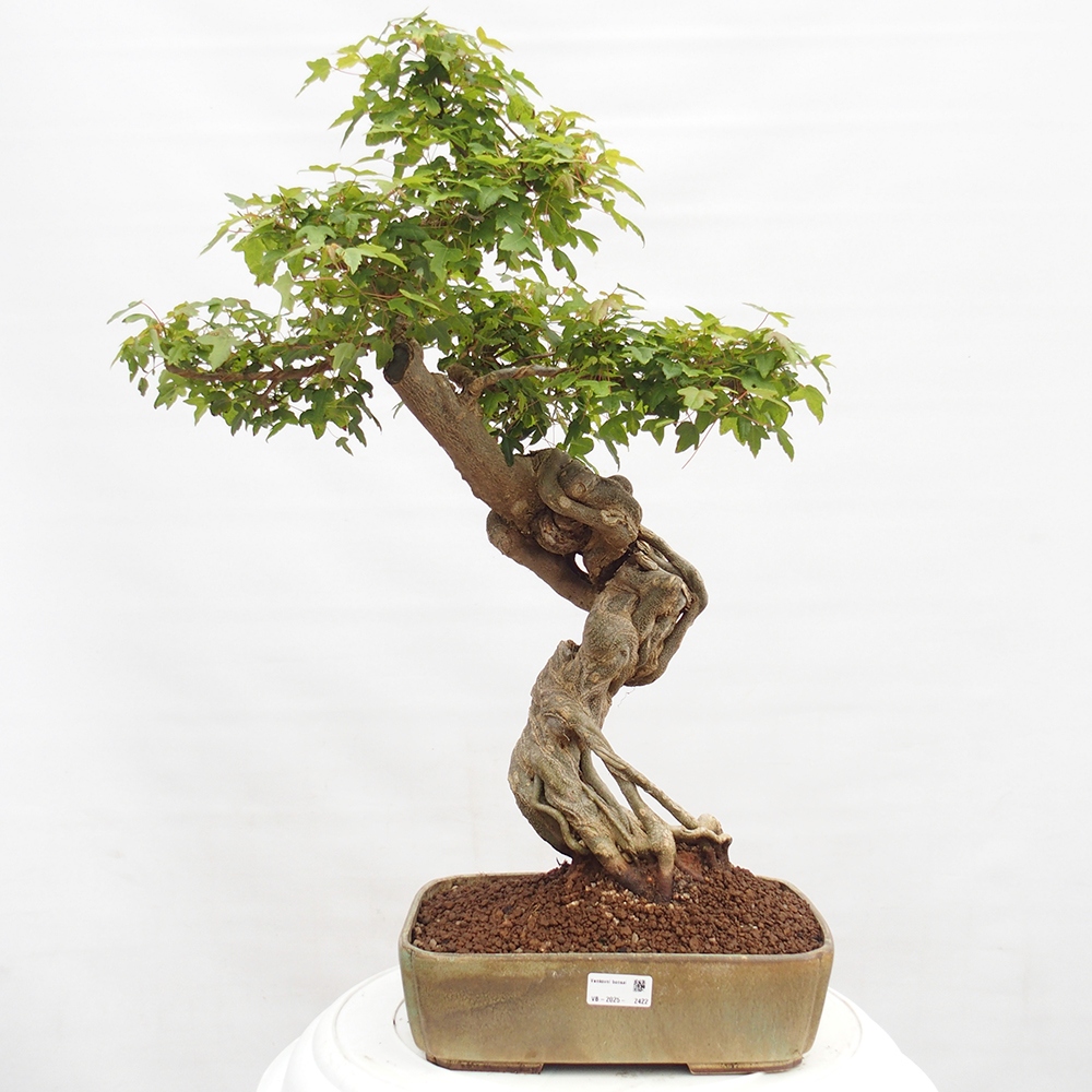 Bonsai de exterior - Acer Buergerianum - Arce hamburgués