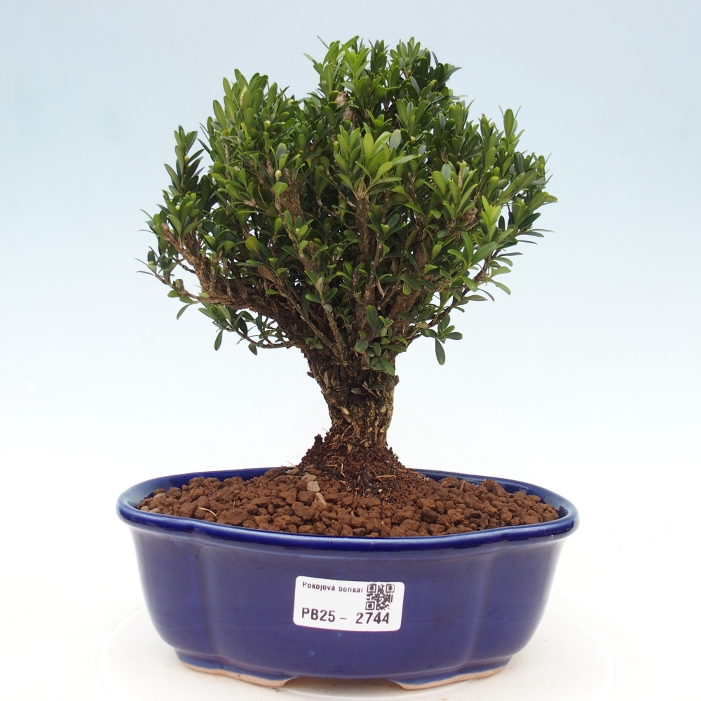 Bonsái de habitación - Buxus harlandii - buxus de corcho
