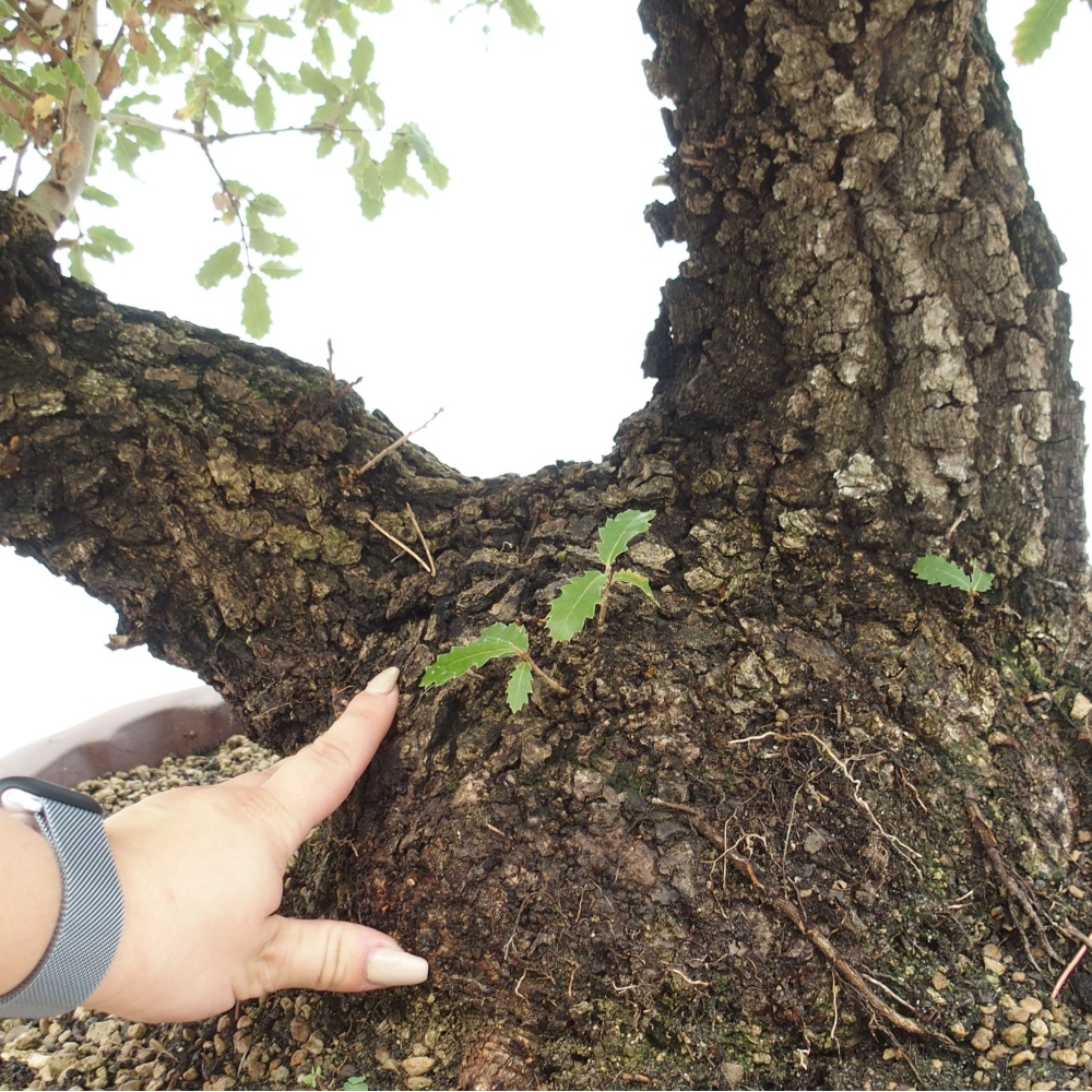 Yamadori - Quercus Ilex - Acebo de encina