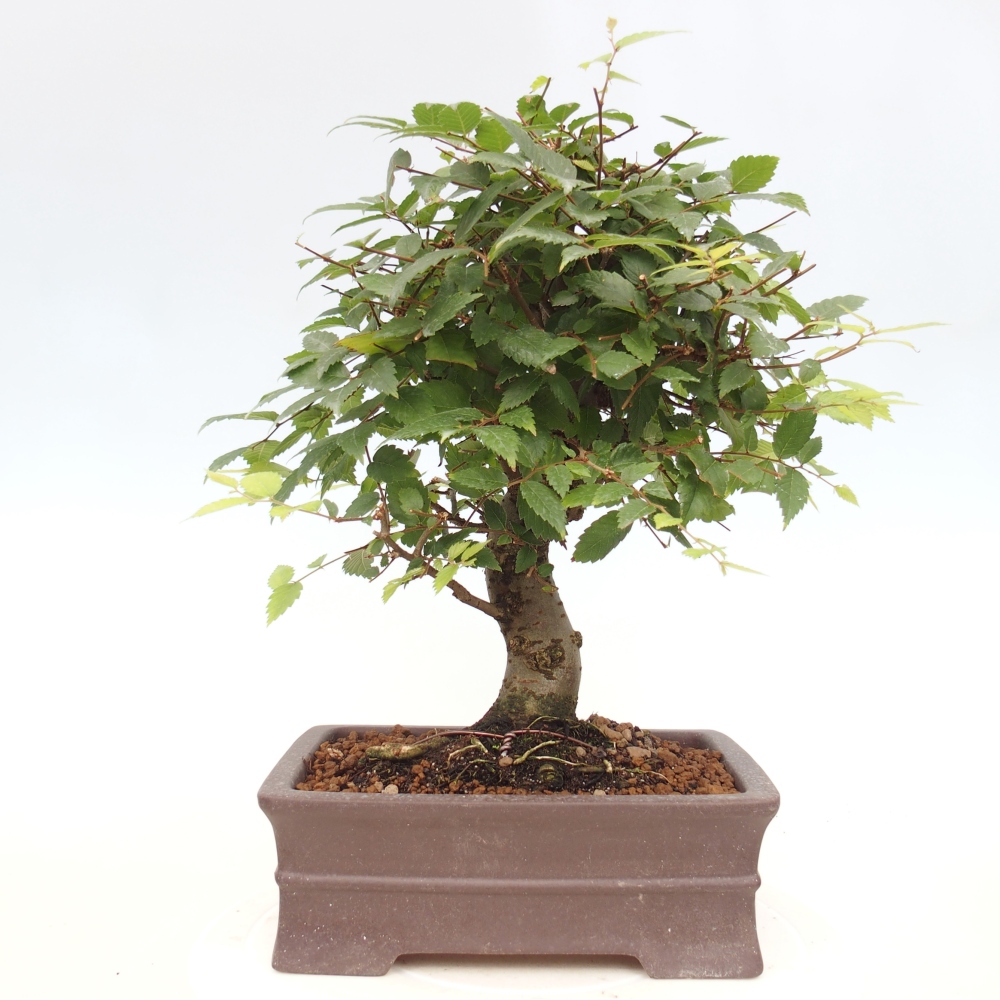 Bonsai de exterior - Zelkova - Zelkova NIRE