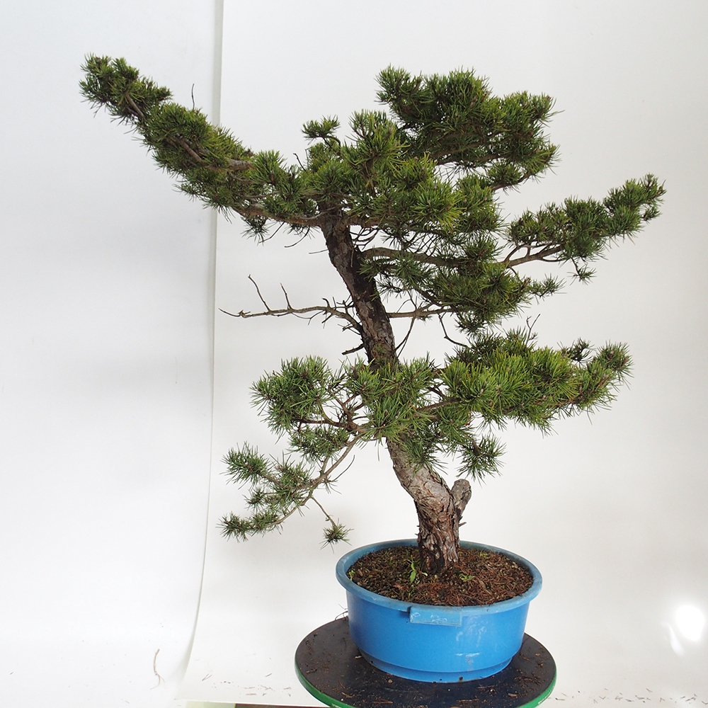 Yamadori - Pinus sylvestris España