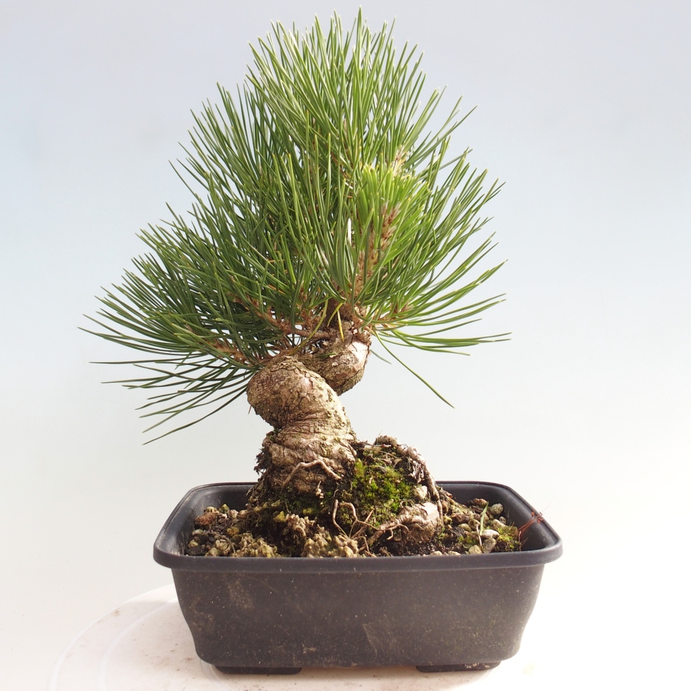 Bonsái de exterior - Pinus thunbergii - Pino Thunberg