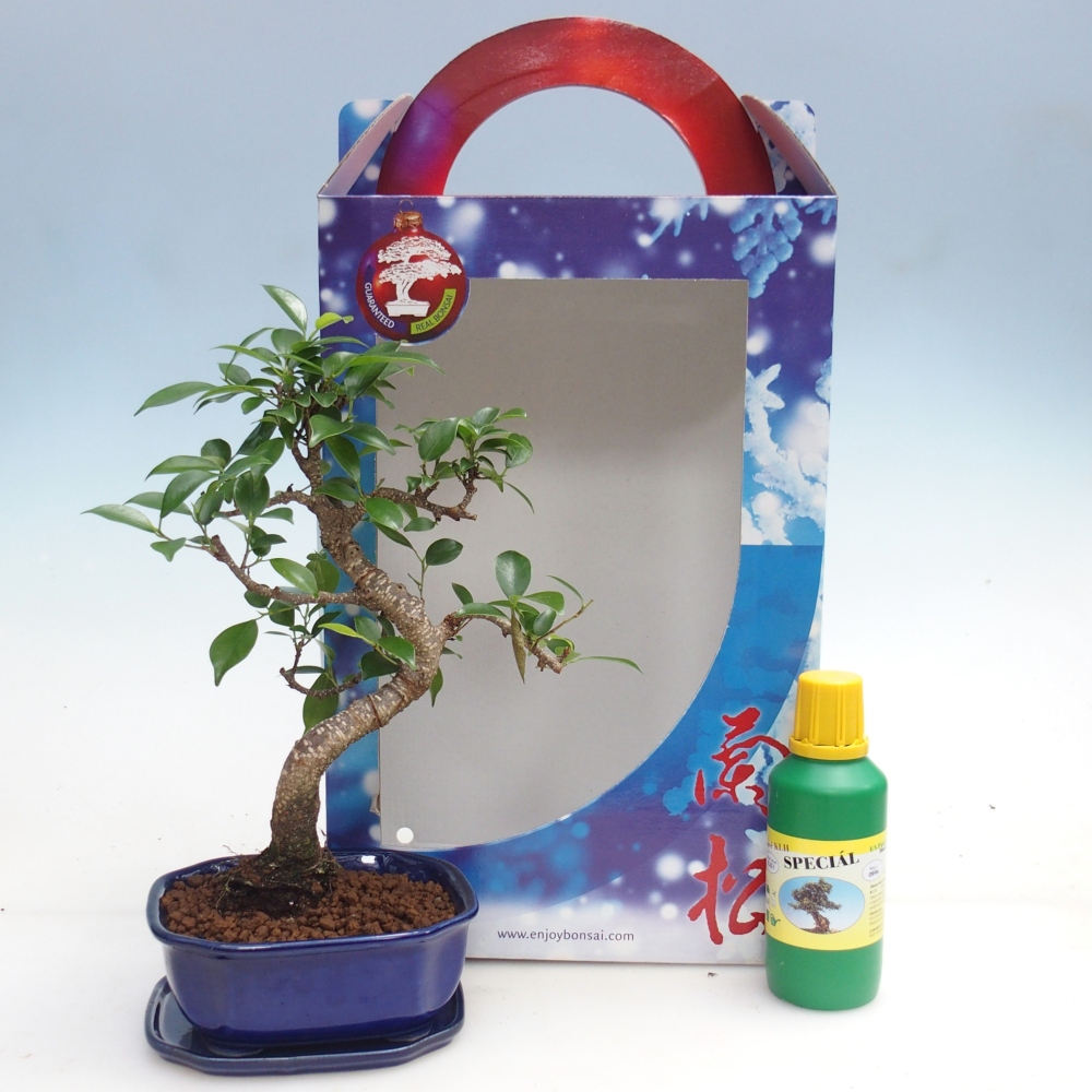 Bonsái de habitación en caja de regalo Ficus retusa - Ficus de hoja pequeña
