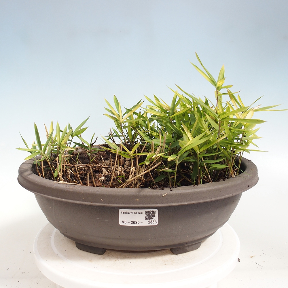 Bonsai de exterior - Pleioblastus argenteostriatus f.pumilus - Bambú enano