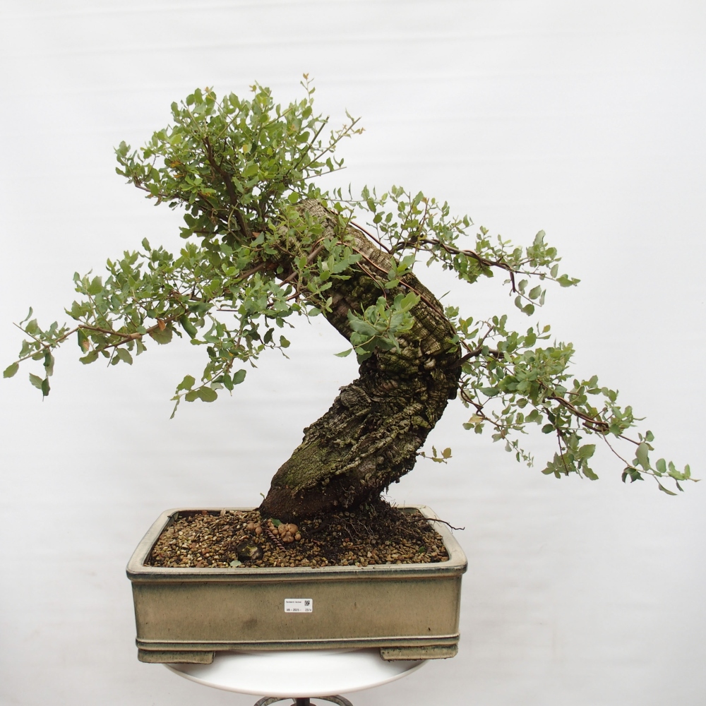 bonsai de exterior Quercus suber - Alcornoque