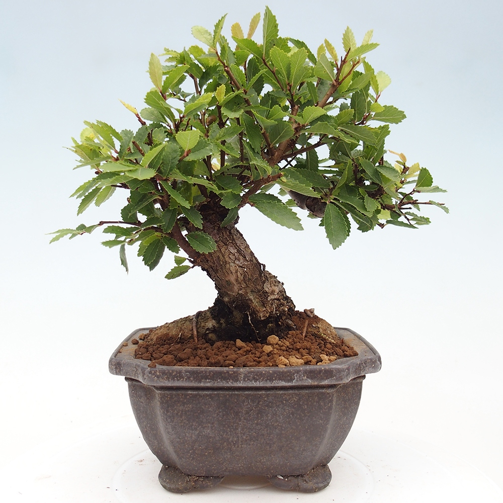 Bonsai de exterior - Zelkova - Zelkova NIRE