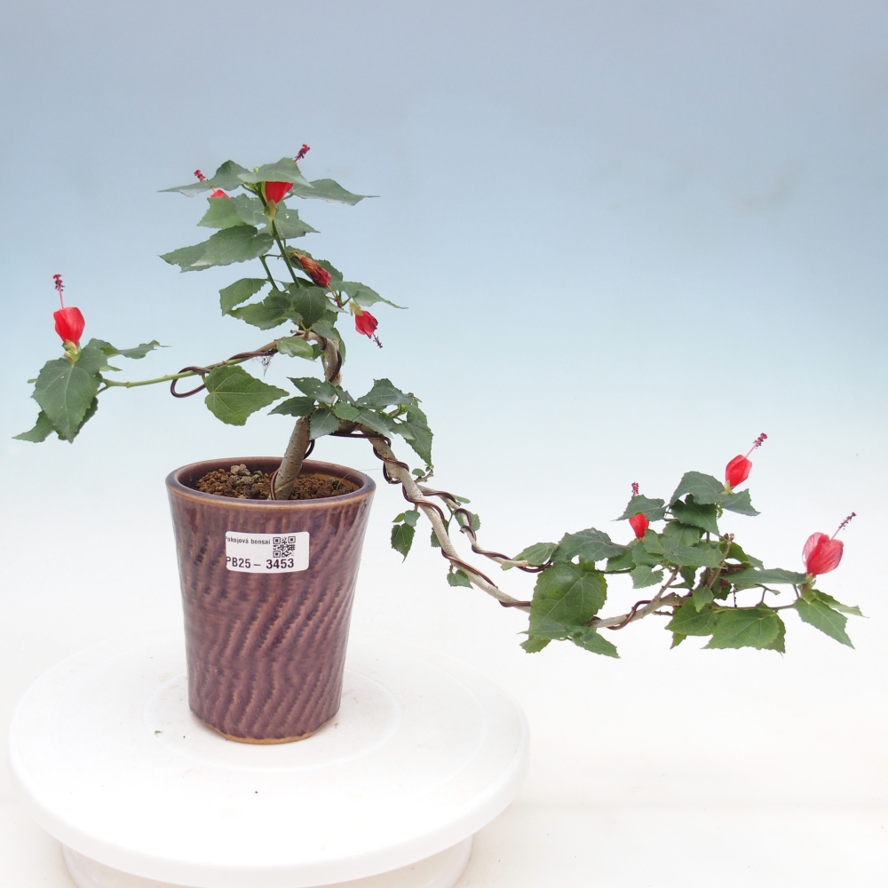 Bonsái de interior - Malvaviscus arboreus