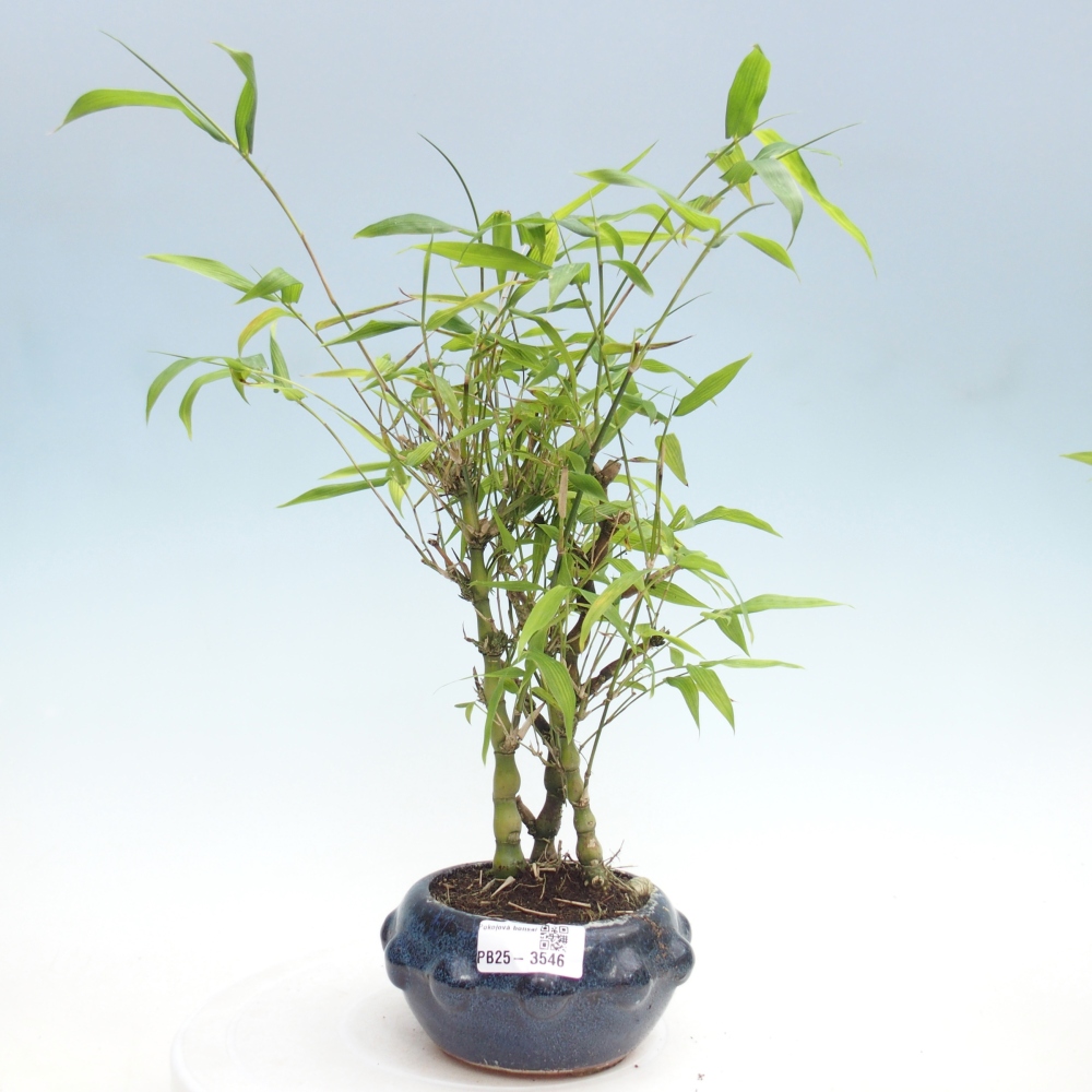 Bonsái de habitación - Bambú buda-Bambú buda barriga