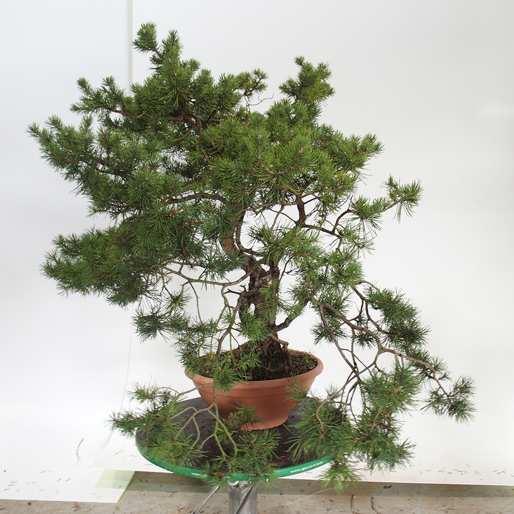 Yamadori - Pinus sylvestris España
