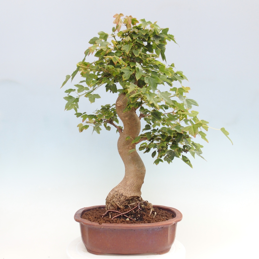 Bonsai de exterior - Acer Buergerianum - Arce hamburgués