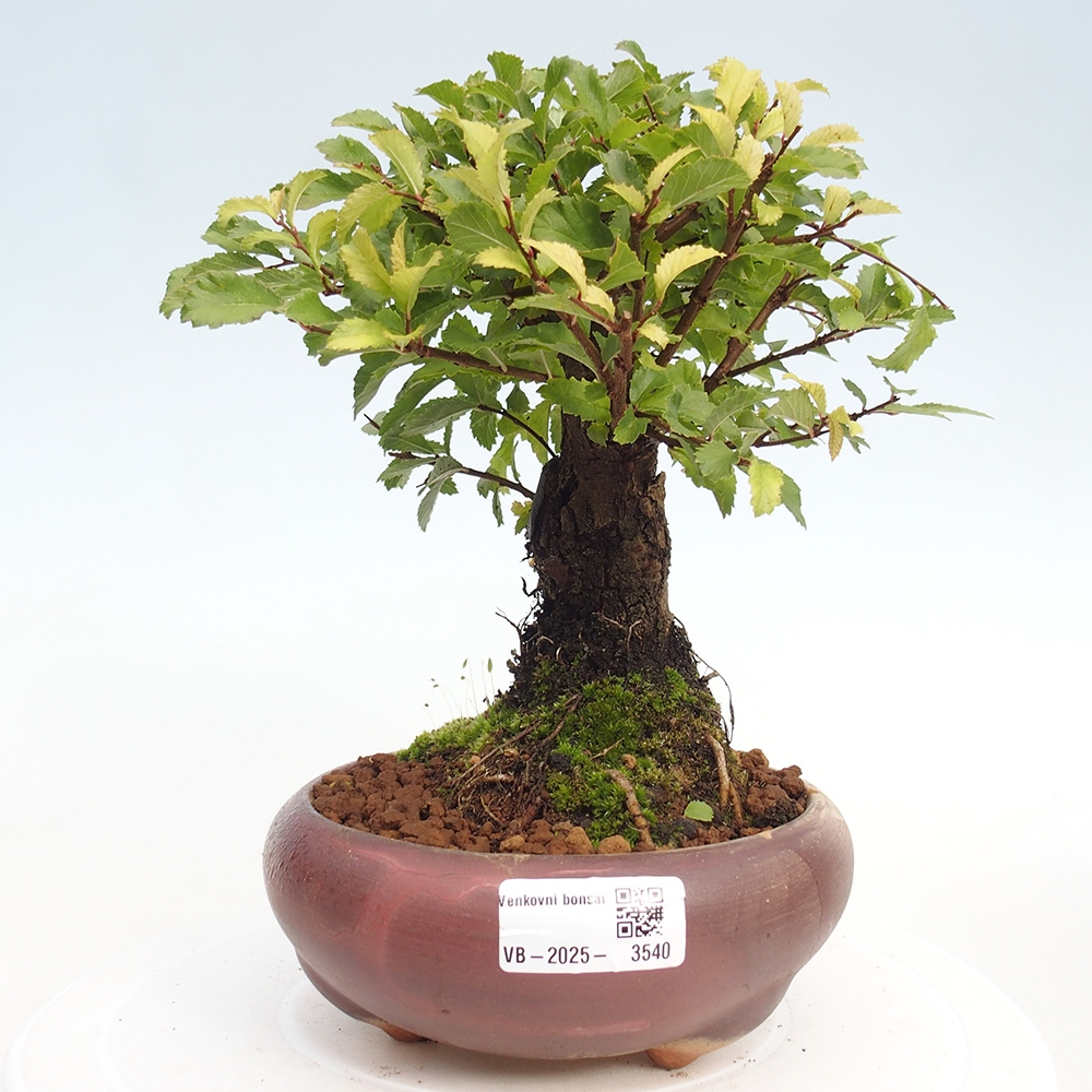 Bonsai de exterior - Zelkova - Zelkova NIRE