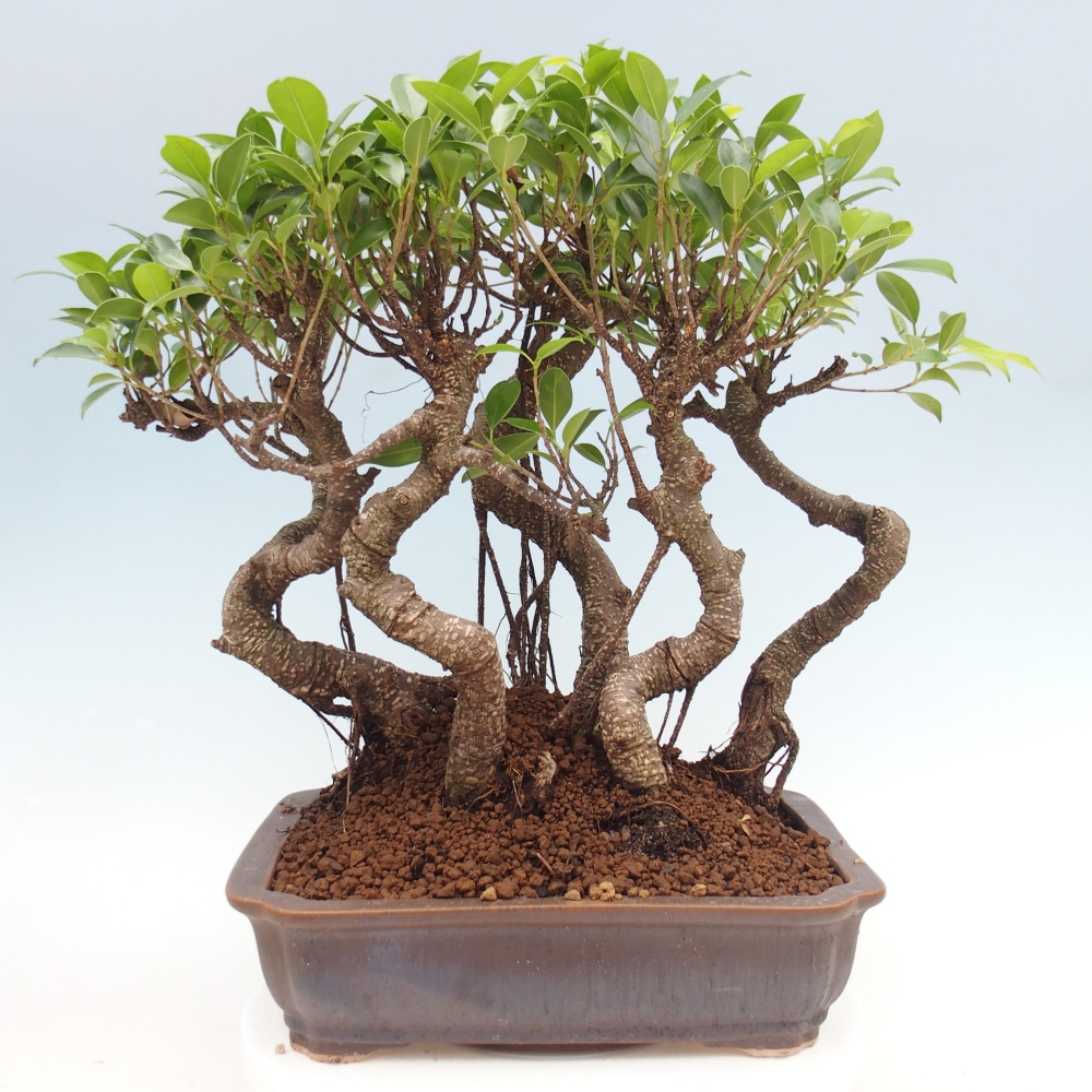 Bonsái de habitación - Ficus kimmen - ficus de hoja pequeña