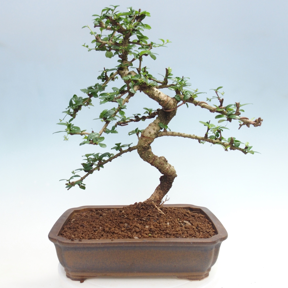 Bonsái de habitación - Carmona macrophylla - Tea fuki