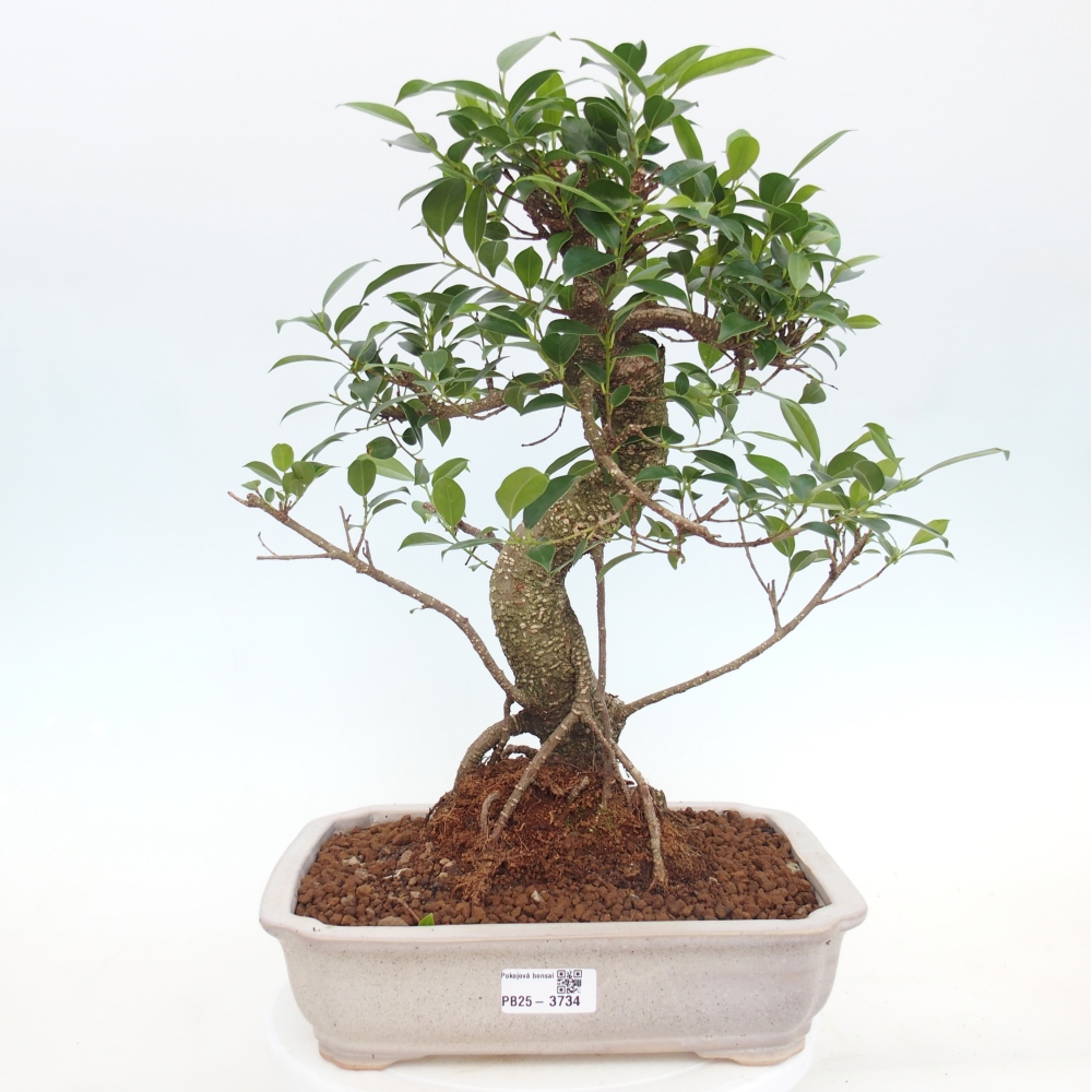 Bonsái de habitación - Ficus kimmen - ficus de hoja pequeña