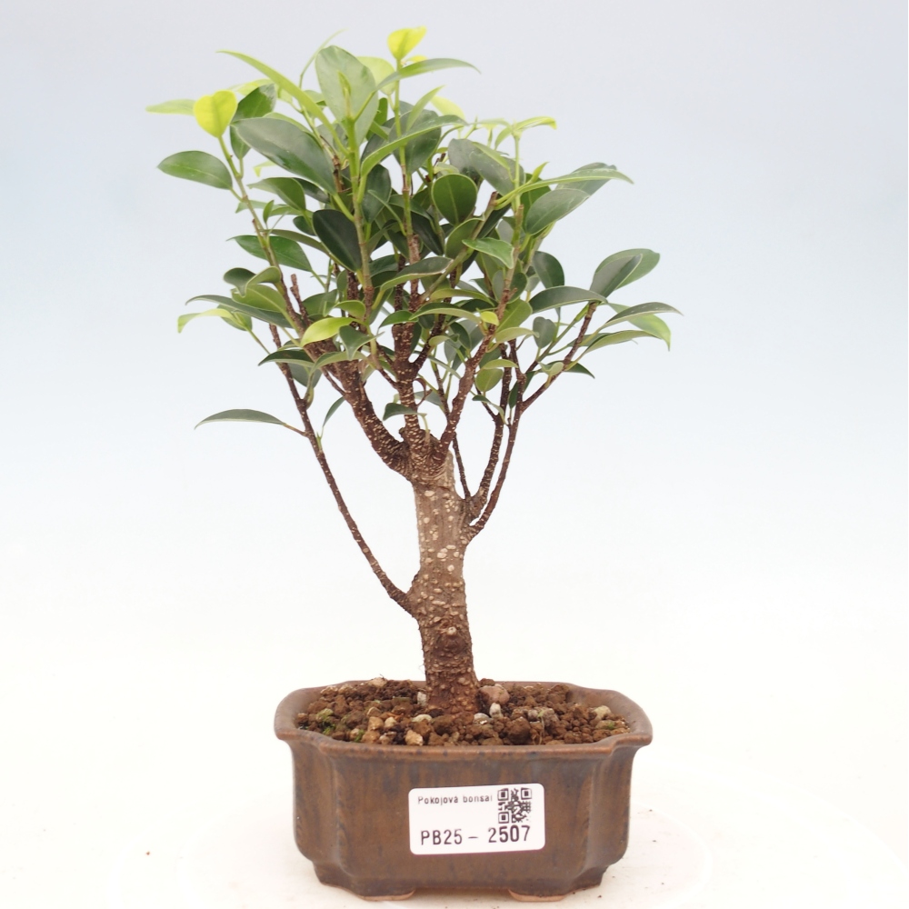 Habitación bonsái Ficus retusa kimmen