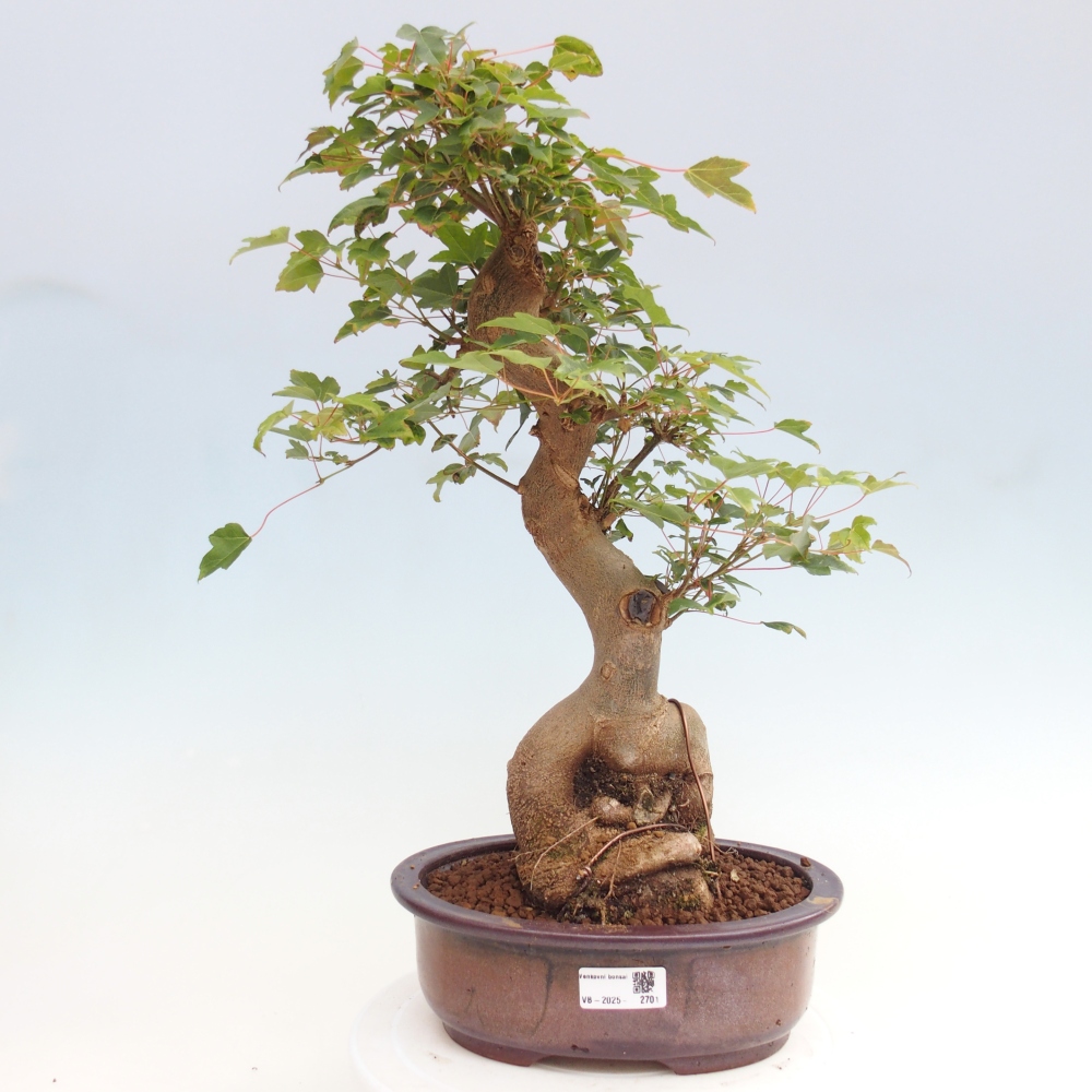 Bonsai de exterior - Acer Buergerianum - Arce hamburgués