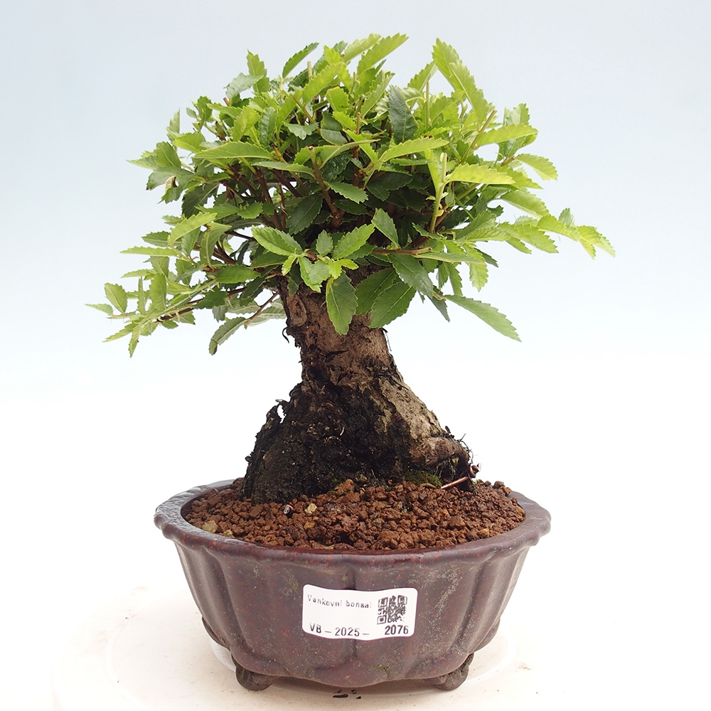 Bonsai de exterior - Zelkova - Zelkova NIRE