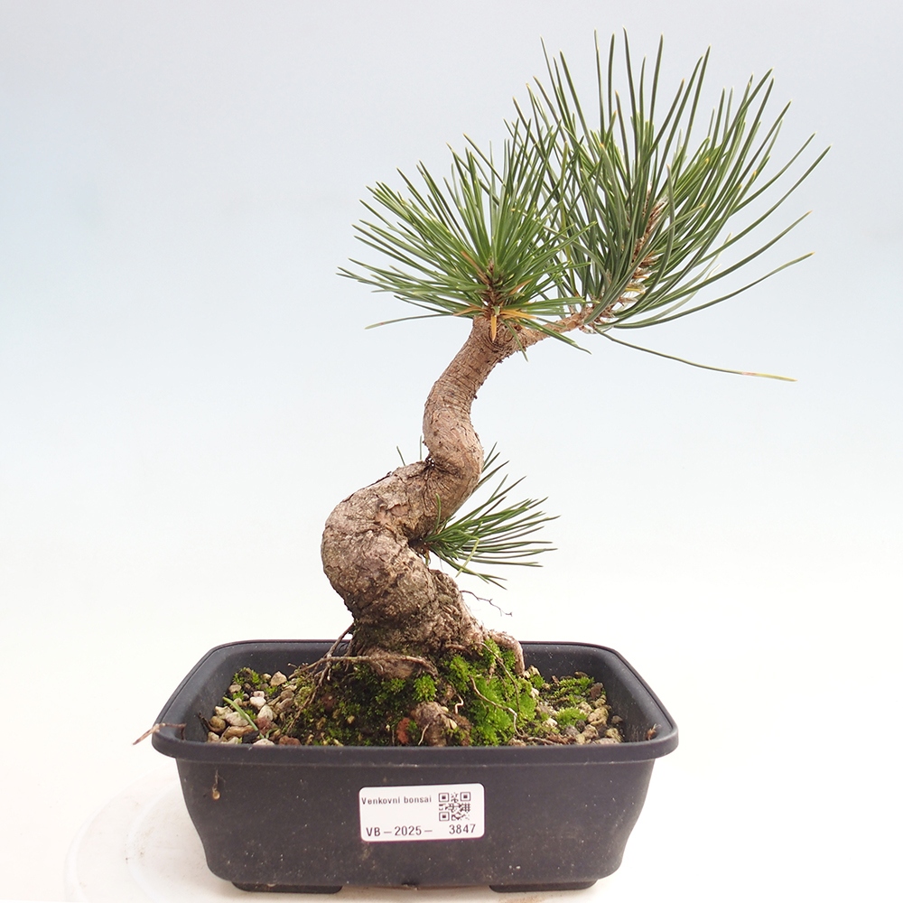 Bonsái de exterior - Pinus thunbergii - Pino Thunberg