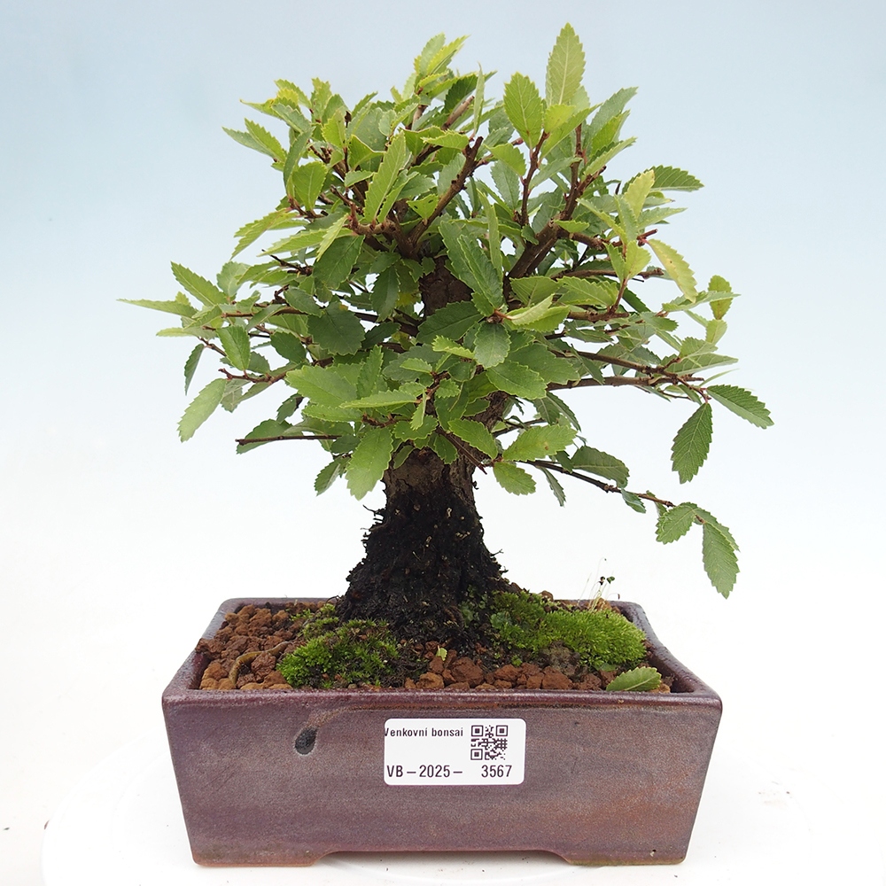 Bonsai de exterior - Zelkova - Zelkova NIRE