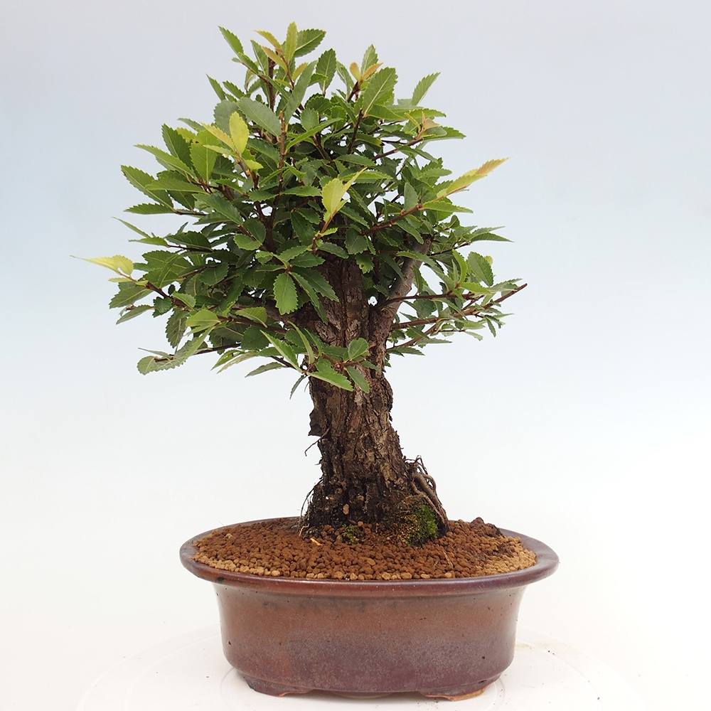 Bonsai de exterior - Zelkova - Zelkova NIRE