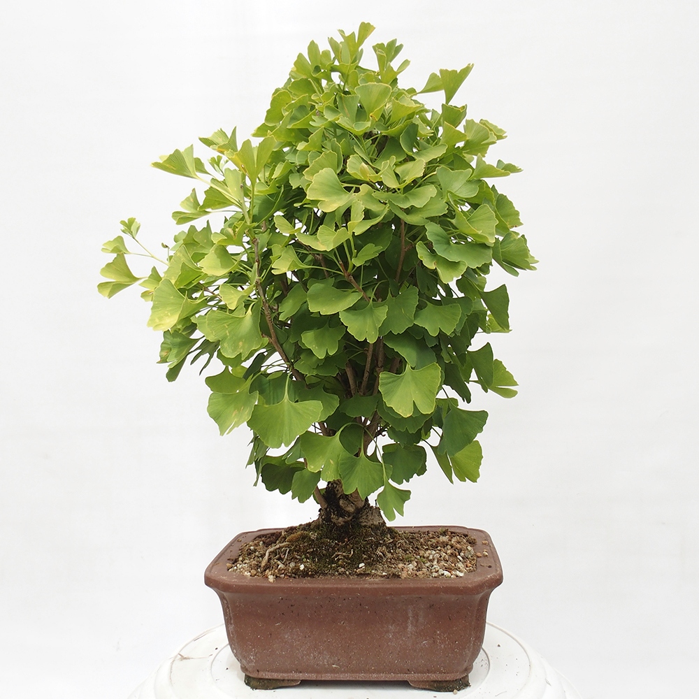 Bonsai de exterior - Ginkgo biloba - Ginkgo biloba