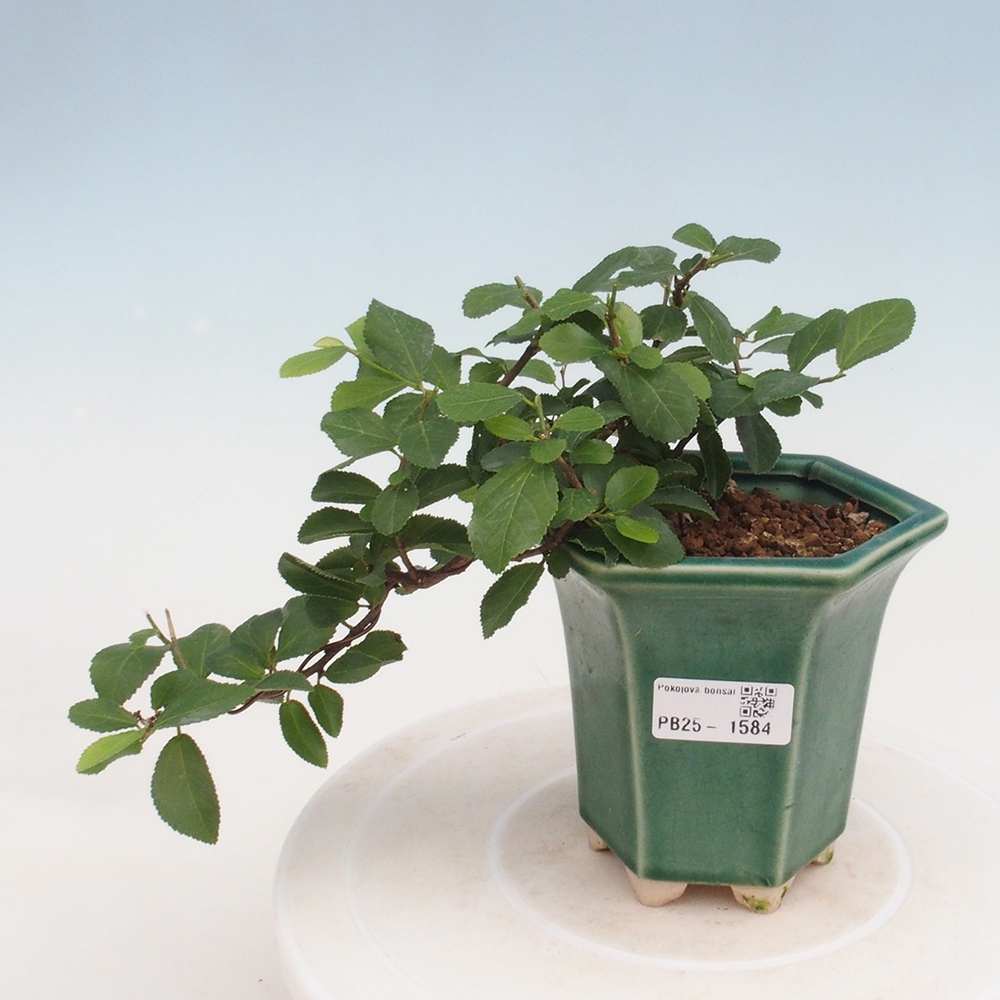 Bonsái de interior - Grewia occidentalis - Estrella de mar lavanda